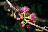 El pomarroso de Malaca, Eugenia malaccensis, una especie ornamental ex�tica adaptada al medio amaz�nico.
