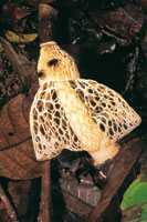 La alta humedad en el suelo de la selva permite que algunos hongos como el velo de novia, desplieguen grandes estructuras para la dispersi�n de esporas y la atracci�n de insectos.