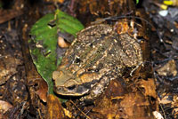 Hembra adulta del sapo gigante del neotr�pico, Bufo marinus, que en las peque�as charcas de la selva deposita miles de huevos en forma de largas cadenas gelatinosas.