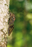 Al medio d�a y hasta el atardecer se escucha el sonido intenso y mon�tono de varias especies de chicharras.