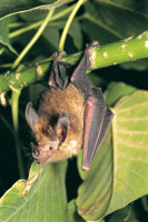 La selva amaz�nica es el h�bitat de gran diversidad de murci�lagos que desempe�an funciones importantes en la polinizaci�n, dispersi�n de semillas y control de insectos. Trachopsis cirrhosus, depredador de ranas.
