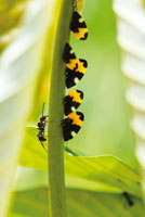 Grupo de insectos chupadores de savia -Hom�pteros y Membr�cidos- seguido por feroces hormigas que aprovechan sus excretas azucaradas.
