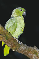 Lora real, Amazona farinosa, com�n en toda la Amazonia colombiana.