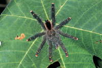 En la Amazonia existen miles de especies de ara�as; entre las m�s grandes est�n las tar�ntulas de la familia Lic�sidos, llamadas ara�as lobo o ara�as polleras; su tama�o les permite cazar peque�as presas de ratones, lagartos y p�jaros.