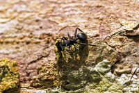 Las hormigas han logrado ocupar diversidad de h�bitats en la Amazonia, algunas son espec�ficas del dosel.  
