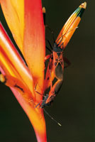 Pareja de chinches del orden de los Hem�pteros en c�pula. Su cuerpo imita la coloraci�n y el dise�o de las flores del platanillo.