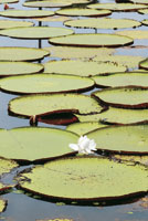 En las lagunas de aguas negras poco profundas, crece el loto del Amazonas, Victoria amazonica, planta acu�tica enraizada en el lecho del pantano, con gigantescas hojas flotantes; que abre su flor en la superficie y madura el fruto bajo el agua.
