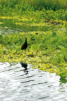 Los gramalotales forman grandes praderas flotantes en los humedales de Yahuarcaca, Leticia. Son h�bitats importantes para diversidad de aves acu�ticas como el gallito de pantano, Jacana jacana, ave zancuda de largos dedos que la sostienen sobre la vegetac