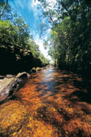 Ca�o Sararam�n de aguas negras, labrado en las areniscas cuarc�ticas del Escudo Guayan�s. 
