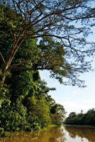 La selva riparia de las riberas del ca�o Tarapoto, permanece anegada la mayor parte del a�o.