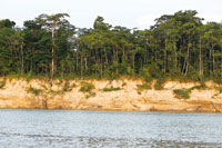 Ladera escarpada del lomer�o de la planicie amaz�nica en las riberas del r�o Amazonas que muestra el color caracter�stico del sustrato arcilloso.