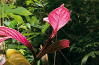 En los estratos bajos de la selva, algunas especies presentan un colorido follaje como estrategia de adaptaci�n al recurso lum�nico.