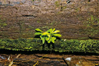 Los troncos en descomposici�n ofrecen un micrositio rico en materia org�nica para el desarrollo de las pl�ntulas.