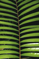 Fronda de una de las especies m�s antiguas del planeta, del g�nero Zamia.