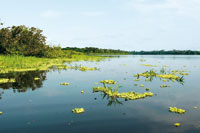 En los extensos lagos de la planicie de inundaci�n del r�o Amazonas, las plantas acu�ticas son fuente de alimento para la variada fauna.