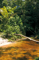 Ca�o de aguas negras que nace en lo profundo de la selva y con las lluvias aumenta notablemente su cauce.