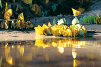 Las sales nutritivas contenidas en las arenas h�medas de las playas, atraen mariposas de diversas especies; entre �stas se destacan por sus alas amarillas los Pi�ridos del g�nero Phoebis.