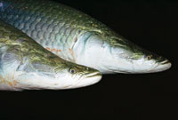 El piraruc�, Arapaima gigas, uno de los peces pulmonados de mayor tama�o en el mundo, se encuentra en los grandes r�os, lagos y v�rzeas de la Amazonia; est� amenazado de extinci�n por la pesca de juveniles.