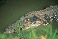 El caim�n blanco, Caiman crocodylus, se asemeja a un tronco flotante, mientras permanece al acecho de sus presas.