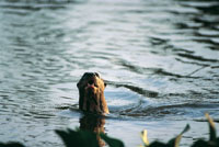 La nutria o perro de agua, Pteronura brasiliensis. Curiosos y �giles mam�feros carn�voros que viven en grupos y tienen h�bitos diurnos; son los de mayor tama�o en su g�nero. La caza excesiva para obtener su valiosa piel llev� sus poblaciones al borde de l