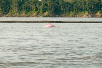 El delf�n rosado, tonina o bufeo, Inia geoffrensis, es una criatura m�tica para las comunidades ind�genas de la Amazonia. La pesca con grandes redes y el tr�nsito de lanchas r�pidas est�n afectando sus poblaciones.