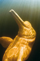 El delf�n rosado, tonina o bufeo, Inia geoffrensis, es una criatura m�tica para las comunidades ind�genas de la Amazonia. La pesca con grandes redes y el tr�nsito de lanchas r�pidas est�n afectando sus poblaciones.