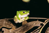 Varias especies de ranas de la Amazonia son t�xicas y su veneno es utilizado por los ind�genes para impregnar sus flechas.