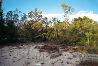 Las formaciones de vegetaci�n herb�cea y arbustiva colonizan los peque�os parches o claros de arena blanca.