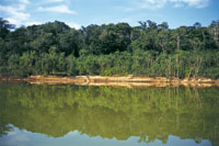 Selva riparia de varillal coloniza el frente de suelos arenosos m�s pobres en nutrientes; tras ella se observa una franja de selva de mayor altura que se ha desarrollado sobre mejores suelos.