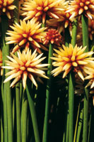 La flor de In�rida, Guacamaya superba, pertenece a la familia bot�nica de las Rapate�ceas; su tallo es similar al del pasto y abunda en las sabanas amaz�nicas.
