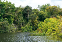 Perfil de selva durante la �poca de m�xima inundaci�n en el ca�o Tarapoto. Las aguas negras ascienden hasta la base de las copas de los �rboles, a una altura de 8 m aproximadamente.