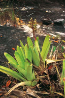 La Bromeli�cea del g�nero Navia, forma colonias en las condiciones extremas de los afloramientos rocosos en los tepuyes.
