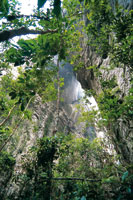 En la profundidad de las grietas que separan los bloques de roca de Chiribiquete, a�n hay suficiente luz para el desarrollo de la vegetaci�n al lado de paredes verticales.
