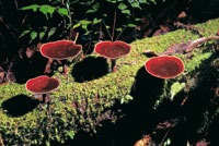 La actividad de los descomponedores es esencial para la producci�n de nutrientes en Chiribiquete.