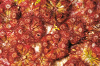 Las plantas carn�voras del g�nero Drosera, suplen la carencia de nutrientes de los suelos arenosos, tom�ndolos de los insectos que atrapan con sus pelos glandulosos.
