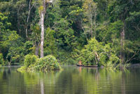 Ni�os tikuna jugando en medio de la selva inundable del r�o Loreto Yac�.