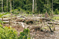 La chagra es un espacio que los ind�genas abren en medio de la selva para sembrar diferentes plantas medicinales, rituales y de uso com�n. La din�mica de la recuperaci�n de la naturaleza les ense��  a manejar estos cultivos itinerantes que producen poco i