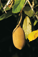 El recurso vegetal de la selva es abundante y puede ser aprovechado de una manera sostenible, para generar ingresos a las comunidades de ind�genas y colonos.
En esta p�gina. Fruto de copoaz�, Theobroma grandiflorum, cuya pulpa es comestible; tambi�n se ut