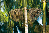 Frutos de la palma asa�, Euterpe oleracea, especie promisoria para la producci�n de aceite.
