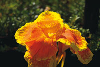 Flor de achira, Canna edulis, de cuyas ra�ces se obtiene harina para elaborar diversos alimentos.