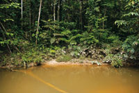 El borde de selva densa y multiestratificada es caracter�stico del Amazonas.