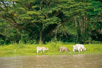La ganader�a es una de las pr�cticas que m�s perjudican los suelos de la Amazonia.
