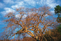 En condiciones extremas de estr�s h�drico se desarrollan los bosques secos tropicales que pierden su follaje durante la estaci�n seca.