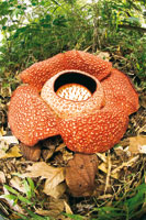 Rafflesia arnoldii, una de las flores m�s grandes del mundo, alcanza un metro de di�metro y es end�mica de las selvas de Sumatra. Es una planta par�sita que durante la floraci�n expele un olor pestilente para atraer a sus polinizadores.