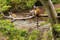 L�mur de cola anillada, Lemur catta, end�mico de las selvas de Madagascar, cerca a las monta�as de Andringitra, est� amenazado de extinci�n.