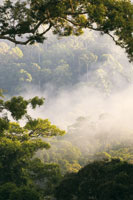 Selva lluviosa tropical de Dipterocarp�ceas, especies de �rboles maderables que alcanzan hasta 60 m de altura. Valle Danum, en Sabah, Borneo