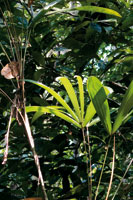 El piso bajo de la selva recibe la menor intensidad de energ�a lum�nica, raz�n por la cual algunas plantas como las palmas desarrollan grandes hojas para aprovechar al m�ximo este recurso