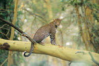 El leopardo, Panthera pardus, es uno de los mayores felinos depredadores de las selvas y sabanas africanas; emplea su fortaleza para subir sus presas a los �rboles.