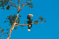 El calao, del g�nero Buceros, alcanza hasta un metro de altura y vive en las selvas de Sumatra. Tiene gran parecido en la estructura de su pico con la de los tucanes de la Amazonia.