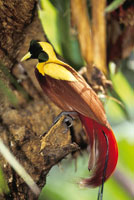 Gran ave del para�so, Paradisaea apoda, en los bosques de Bali, Indonesia, reconocida por la belleza de su plumaje y su canto singular.